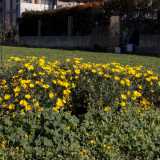 Balzano all'occhio anche il giallo vivace di un cespuglio di margherite...

